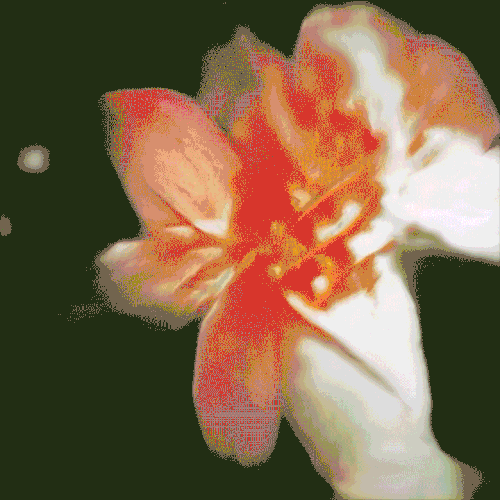 Dreaming Damiana