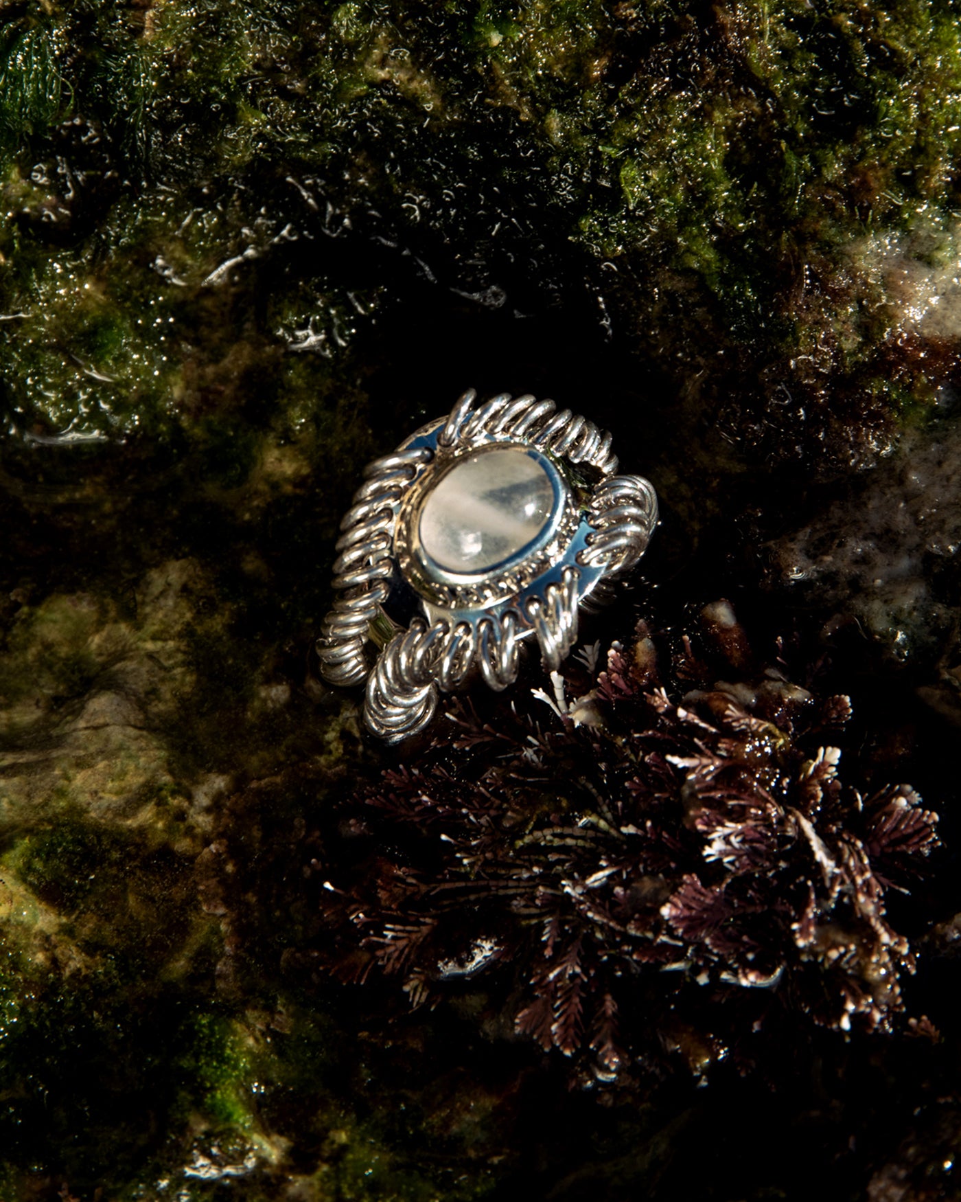 The Barnacle Ring