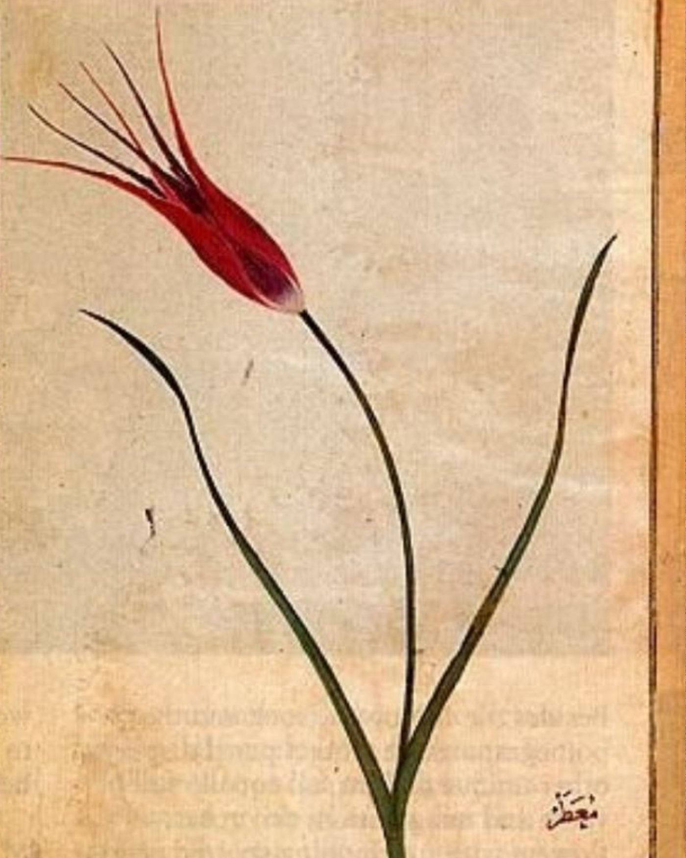 Red Tulip Silk and Corduroy Pants